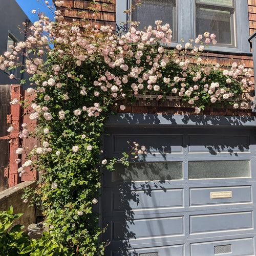 Climbing Rose 'Cecile Brunner' - Ladybird Nursery