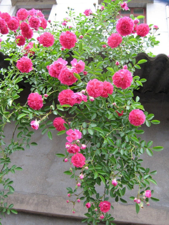 Rose 'Pink Cascade' Plant – Buy Now! – Ladybird Nursery