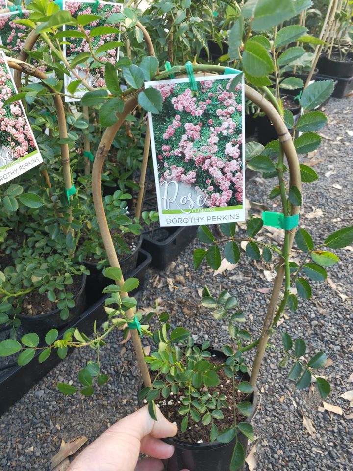 Climbing Rose Dorothy Perkins - Ladybird Nursery