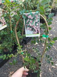 Climbing Rose Dorothy Perkins