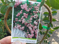 Climbing Rose Dorothy Perkins - Ladybird Nursery