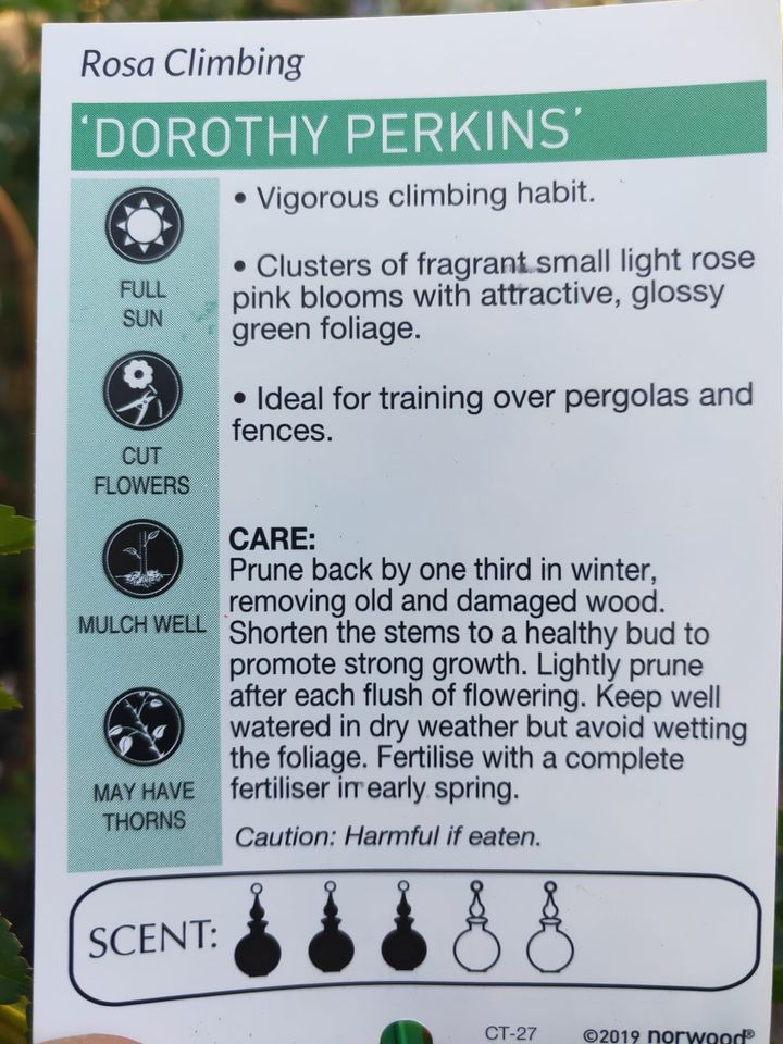 Climbing Rose Dorothy Perkins - Ladybird Nursery