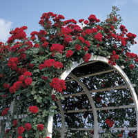 Rose Mr Lincoln Climbing (Rosa)