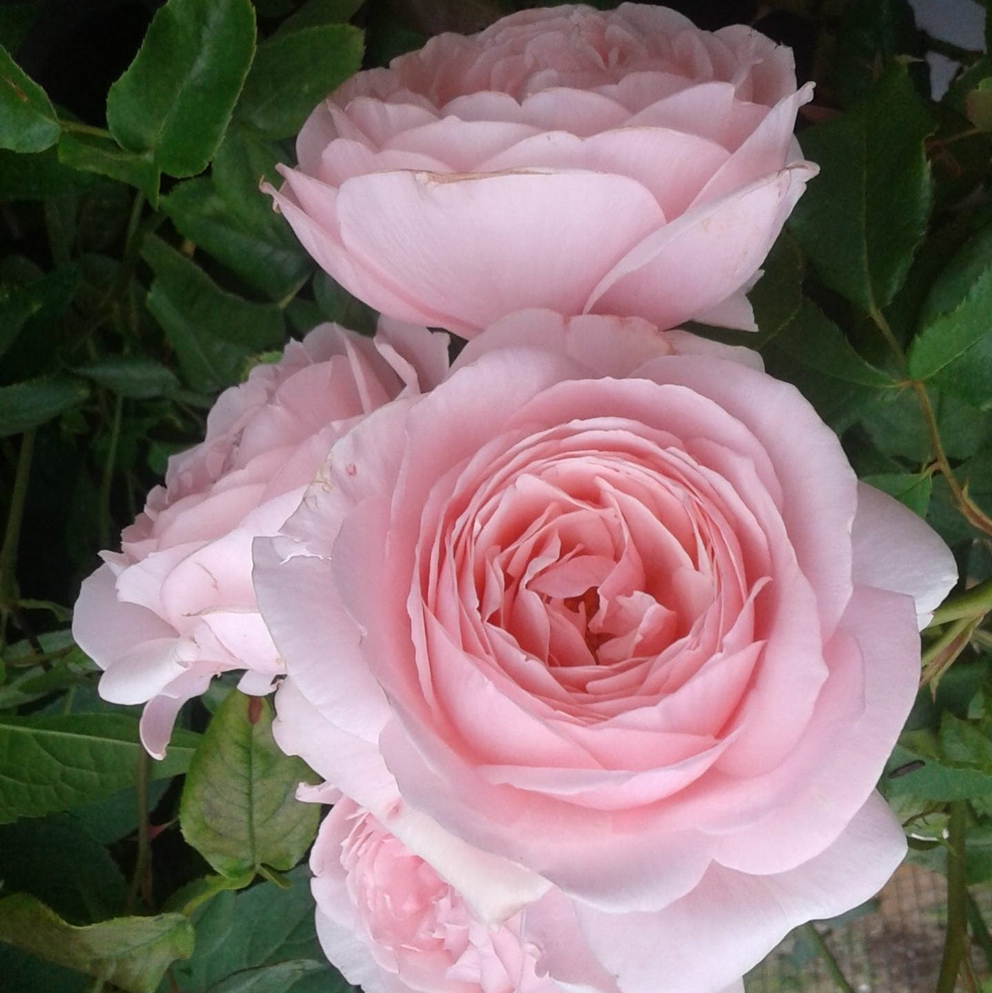 Climbing Rose 'Nahema' - Large