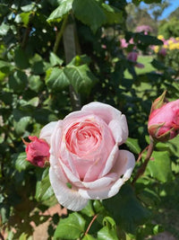 Climbing Rose 'Nahema' - Large