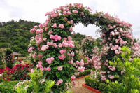 Climbing Rose 'Nahema' - Large