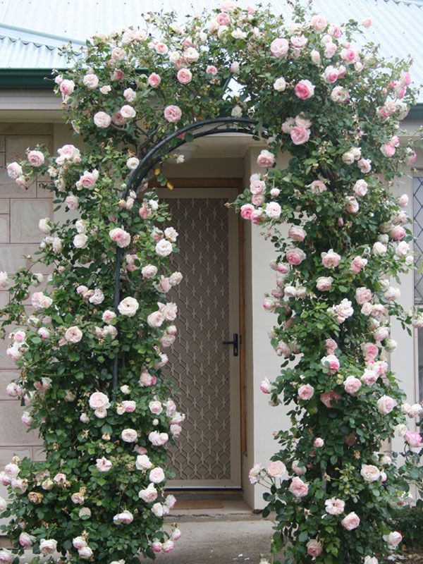 Climbing Rose 'Nahema' - Large