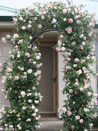 Climbing Rose 'Nahema' - Large