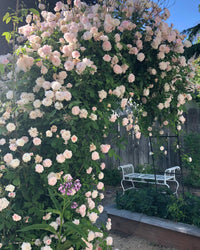Climbing Rose 'Cecile Brunner'