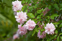 Climbing Rose 'Cecile Brunner'
