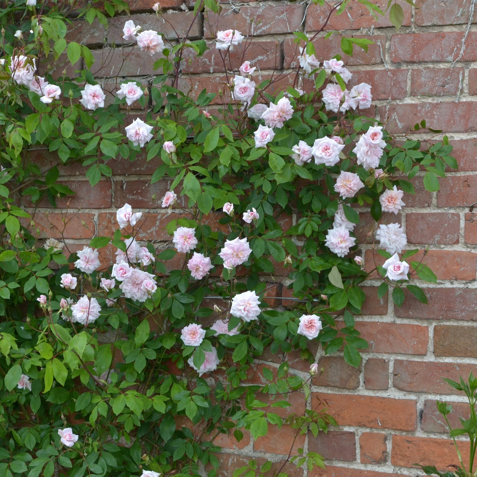Climbing Rose 'Cecile Brunner'