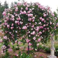 Climbing Rose 'Dorothy Perkins'