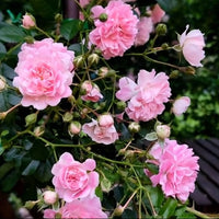 Climbing Rose 'Dorothy Perkins'