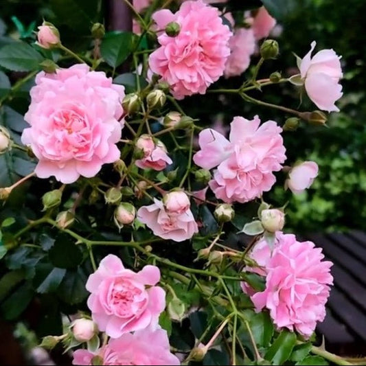 Climbing Rose 'Dorothy Perkins' - Ladybird Nursery