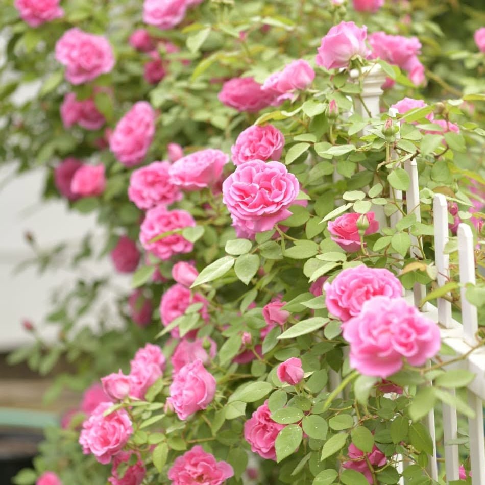 Climbing Rose 'Pink Cascade' - Ladybird Nursery