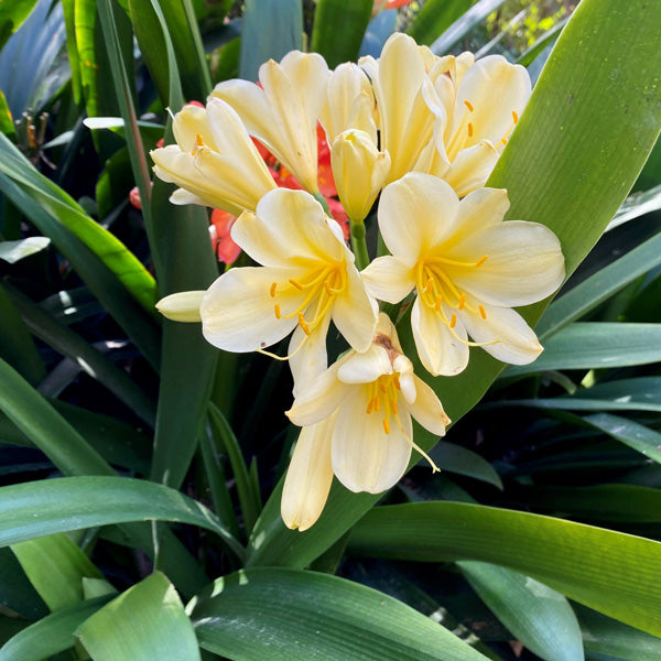 Bush Lily Twins (Clivia miniata)