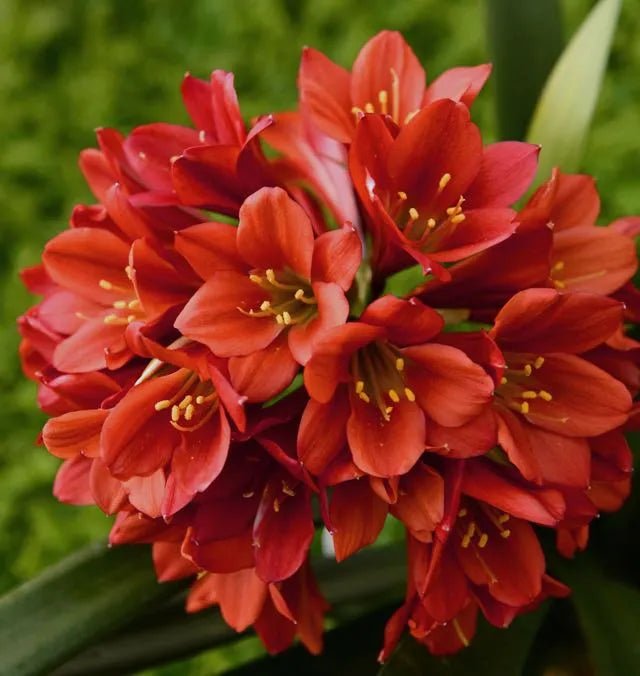 Bush Lily Multi - petal (Clivia miniata) 200mm - Ladybird Nursery