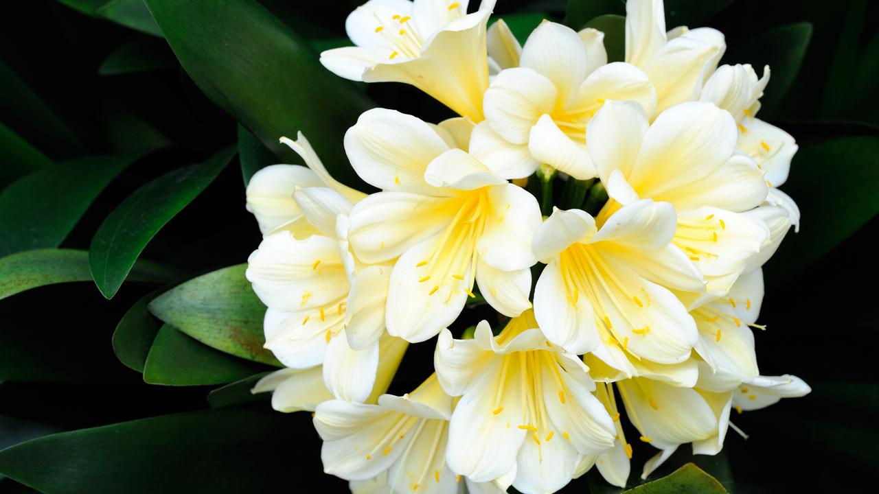 Bush Lily Cream/Yellow (Clivia miniata) - Medium