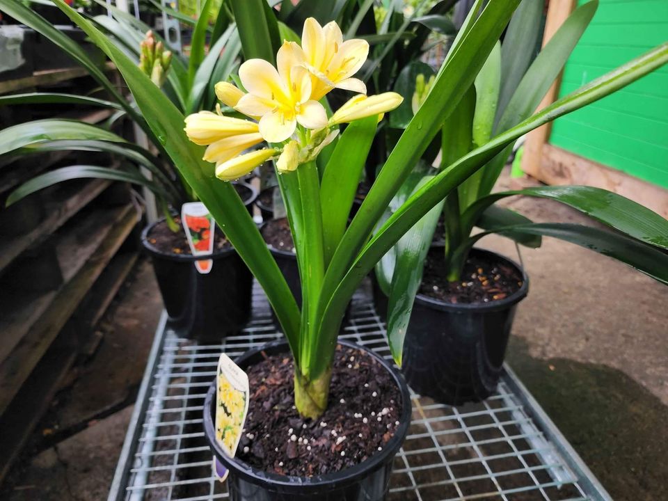Clivia - Flowering Age