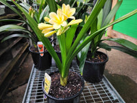 Clivia - Flowering Age