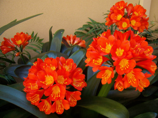 Bush Lily (Clivia miniata)