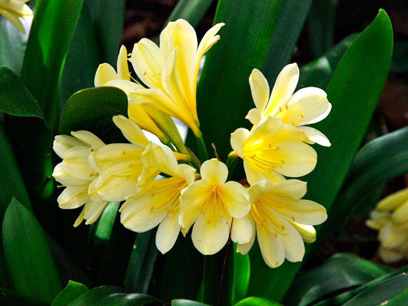 Bush Lily Yellow (Clivia miniata) - Ladybird Nursery