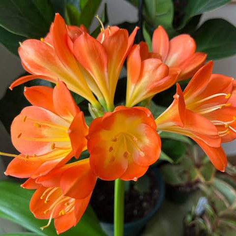 Clivia Multi-petal (Clivia miniata) - Large - Ladybird Nursery