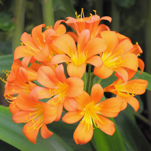 Bush Lily Twins (Clivia miniata)