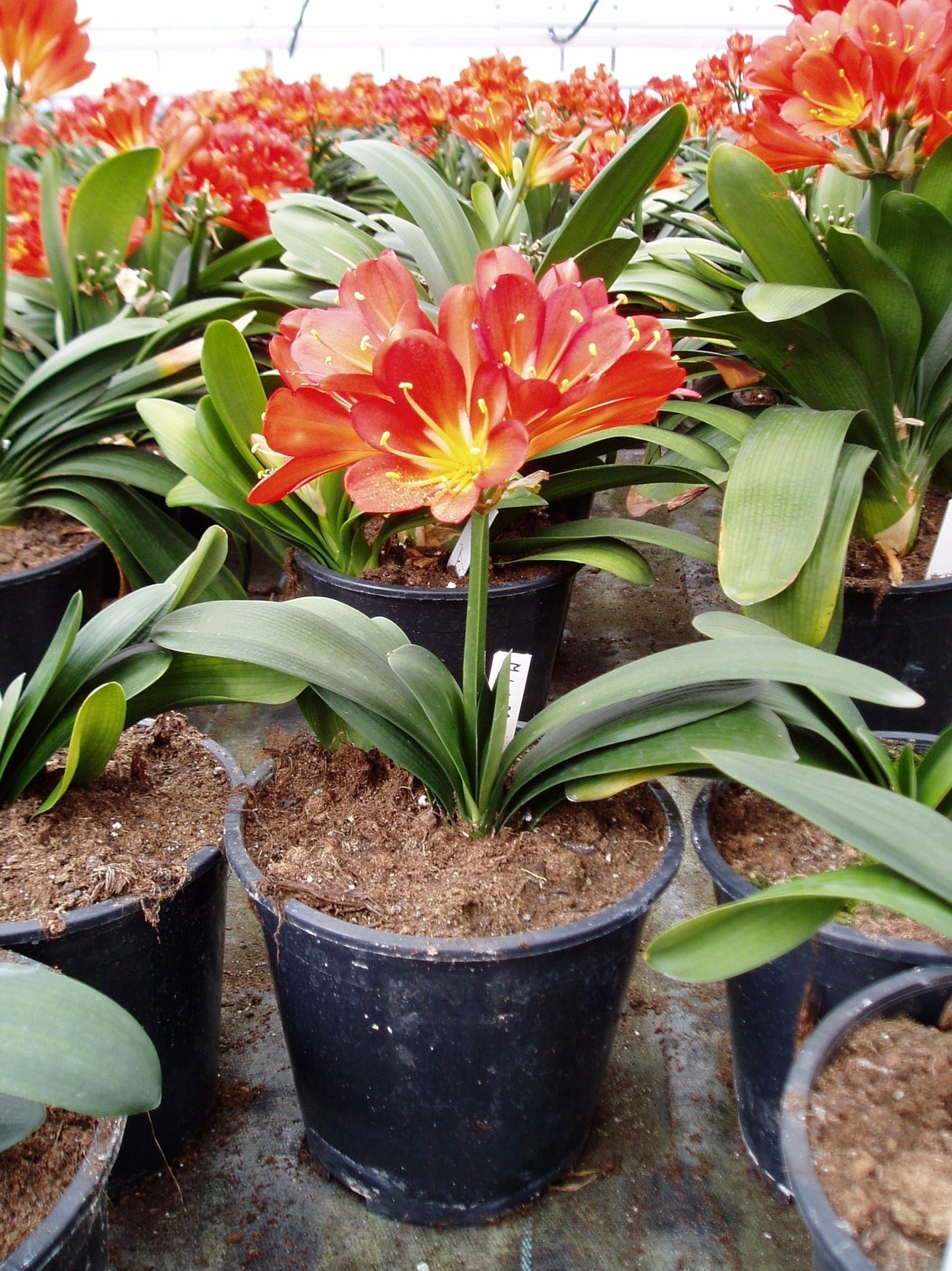 Clivia Hybrid