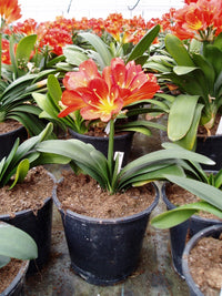 Clivia Hybrid