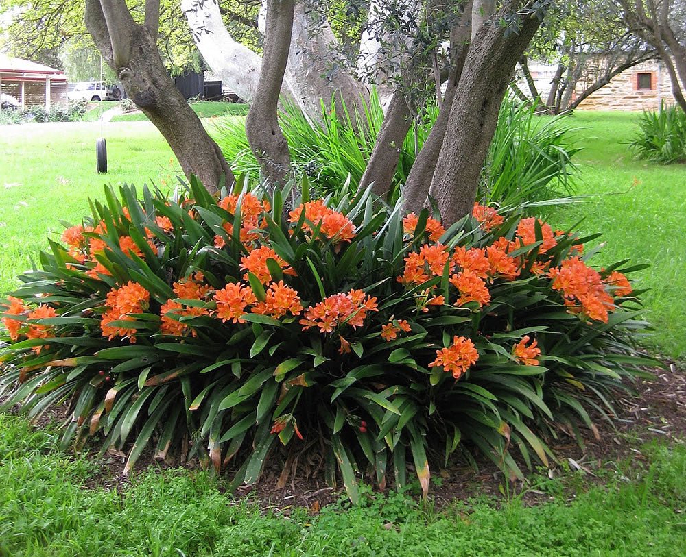 Clivia miniata - Large - Ladybird Nursery