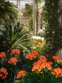 Clivia miniata - Large - Ladybird Nursery