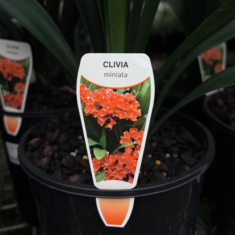 Clivia miniata - Ladybird Nursery
