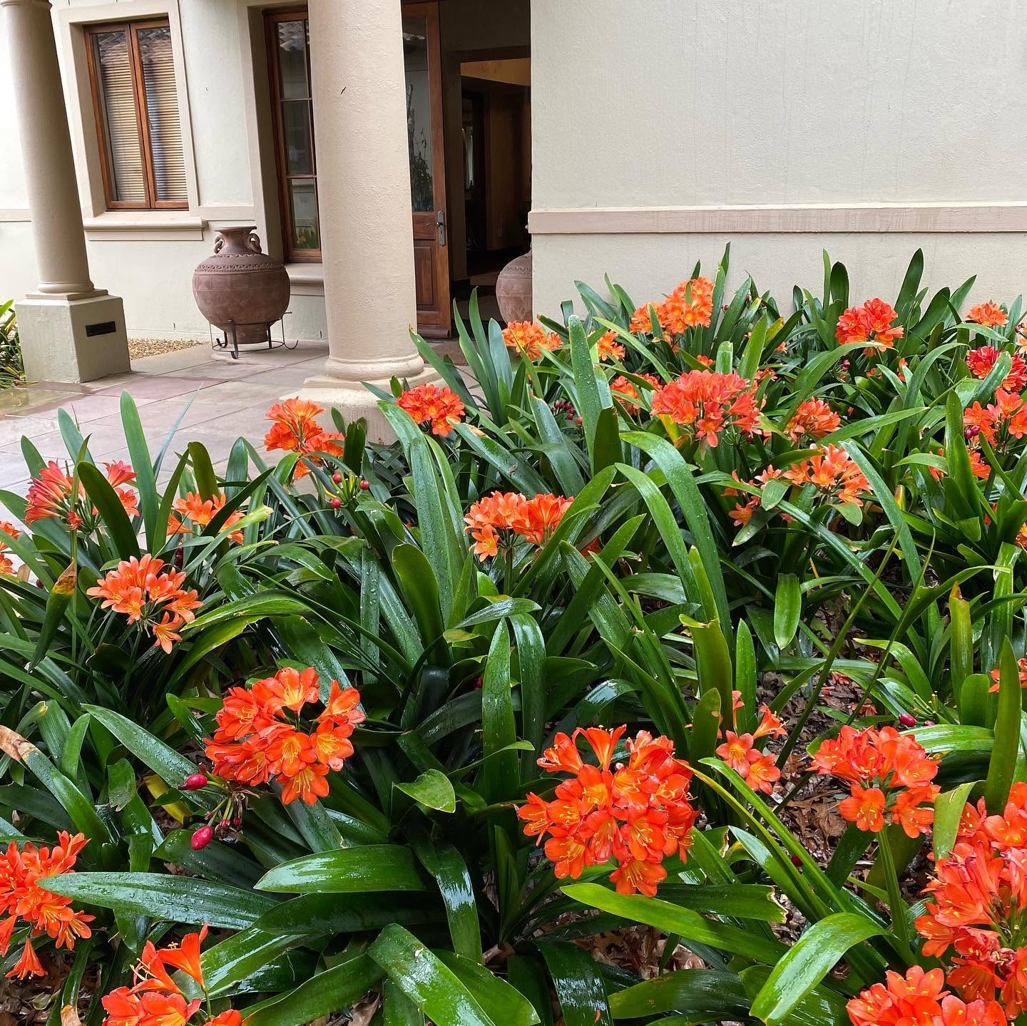 Clivia miniata - Large - Ladybird Nursery