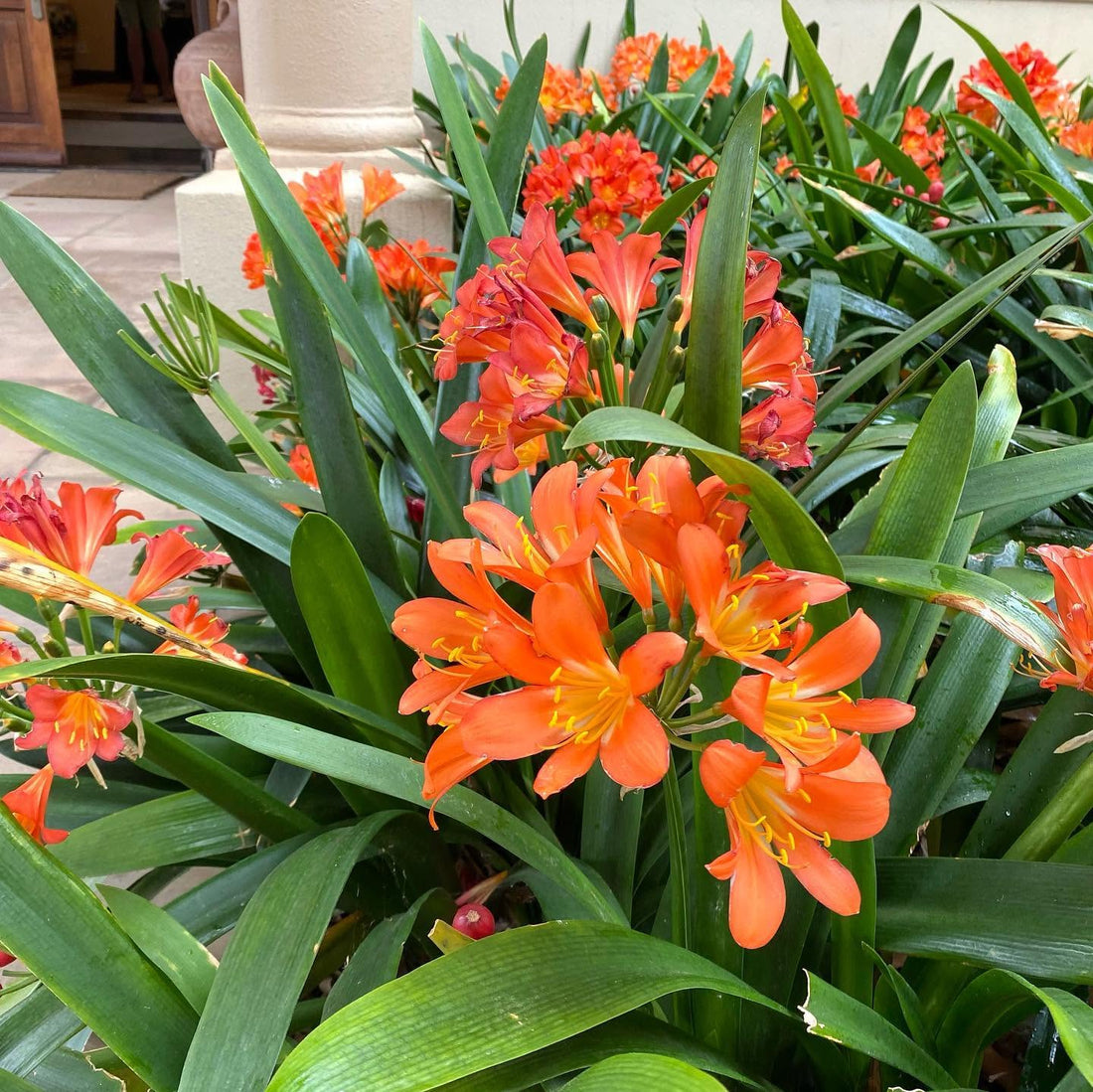 Clivia miniata - Large - Ladybird Nursery