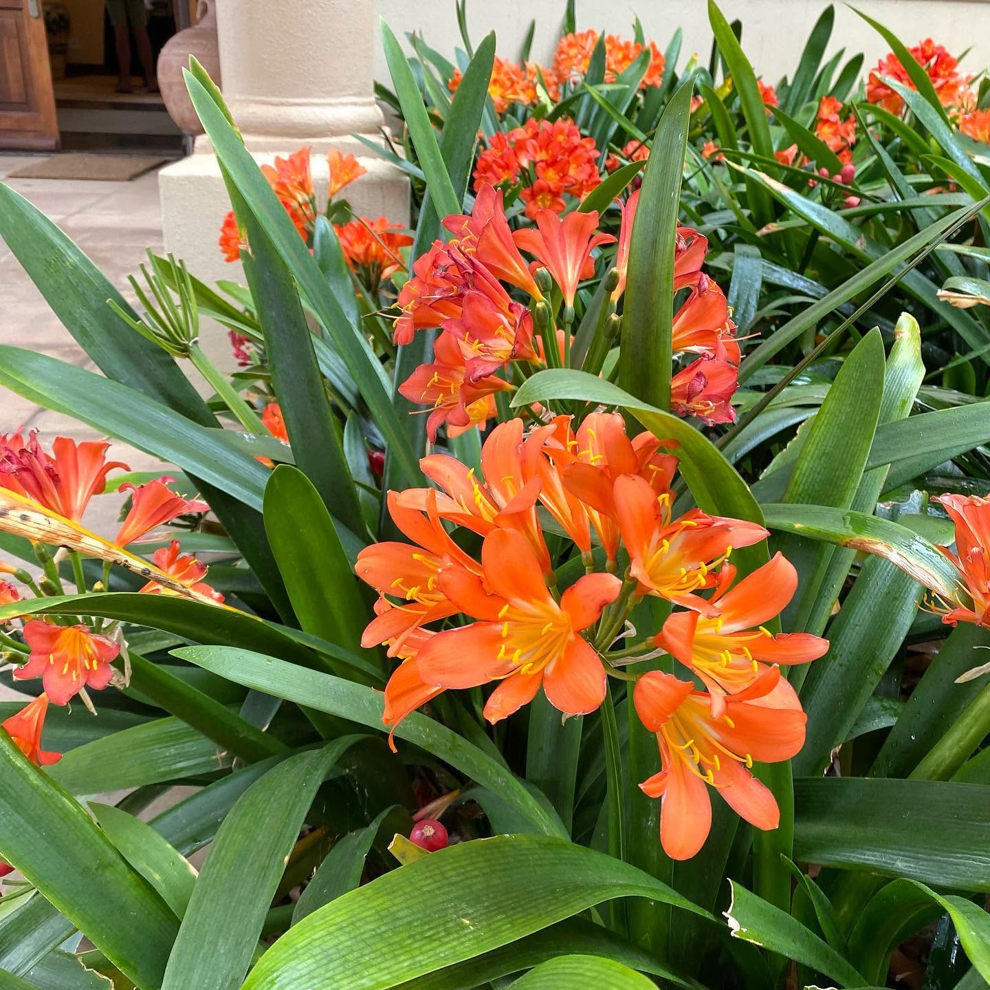 Clivia miniata - Large - Ladybird Nursery