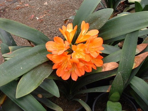 Clivia Orange (Clivia miniata) - Ladybird Nursery