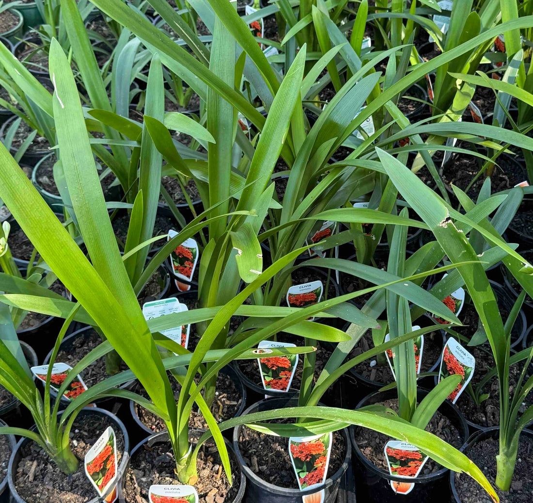 Clivia miniata - Ladybird Nursery