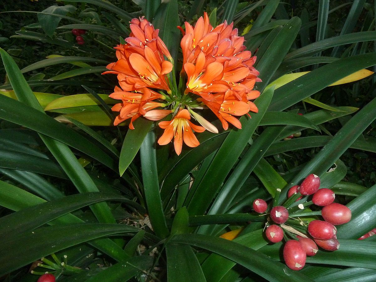 Bush Lily Twins (Clivia miniata)