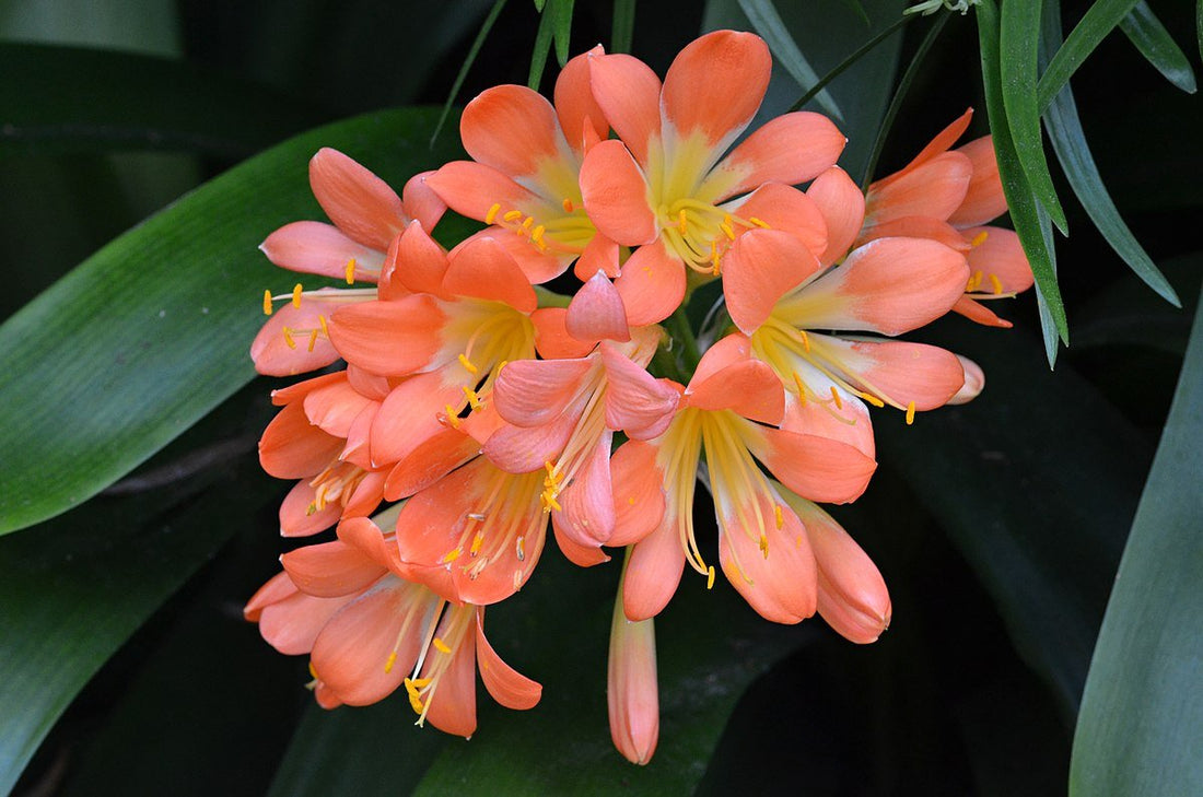 Bush Lily Peach (Clivia miniata) - Ladybird Nursery