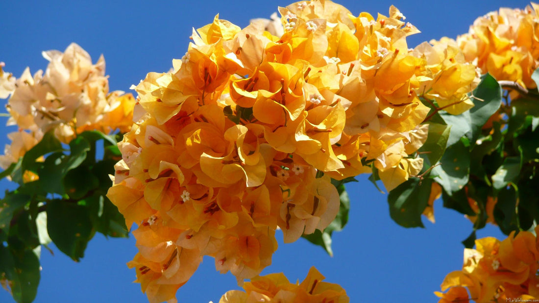 Bougainvillea Pixie Gold (Bougainvillea glabra) - Ladybird Nursery