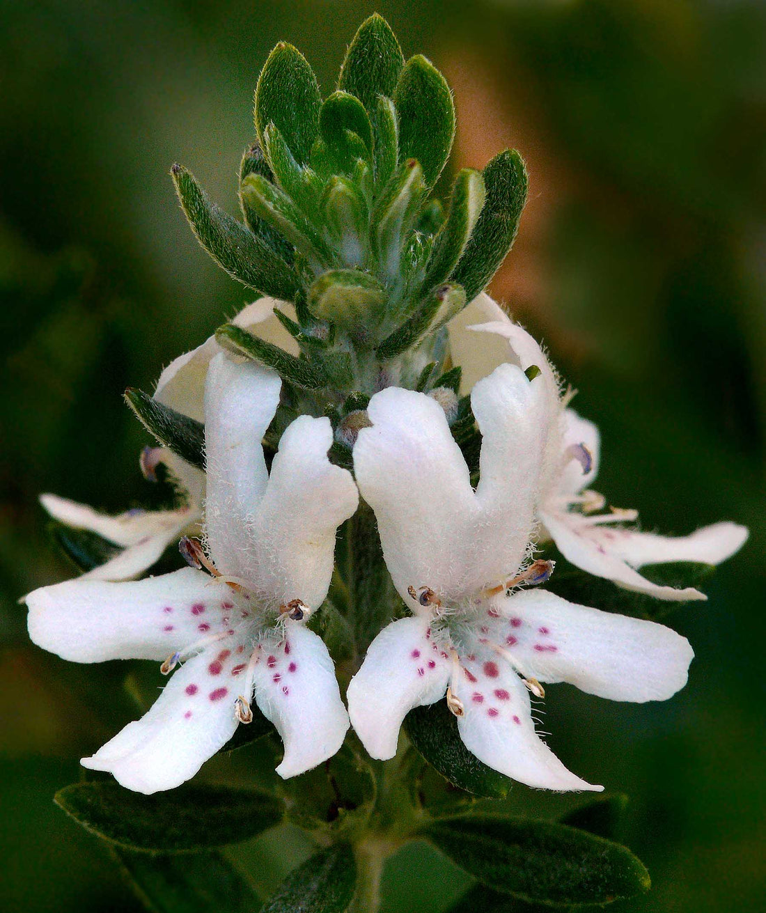 Coastal Rosemary Double Wonder™ (Westringia fruticosa) - Ladybird Nursery