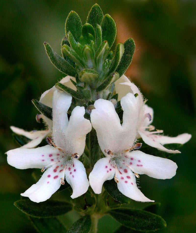 Coastal Rosemary (Westringia fruticosa)
