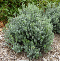 Coastal Rosemary 'GREY BOX™' (Westringia fruticosa) - Ladybird Nursery