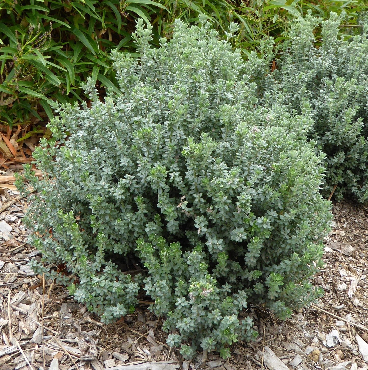 Coastal Rosemary 'GREY BOX™' (Westringia fruticosa) - Ladybird Nursery