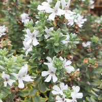 Coastal Rosemary 'GREY BOX™' (Westringia fruticosa) - Ladybird Nursery