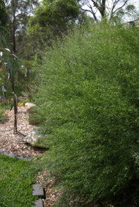 Coastal Rosemary 'Snow Flurry' (Westringia longifolia) - Ladybird Nursery