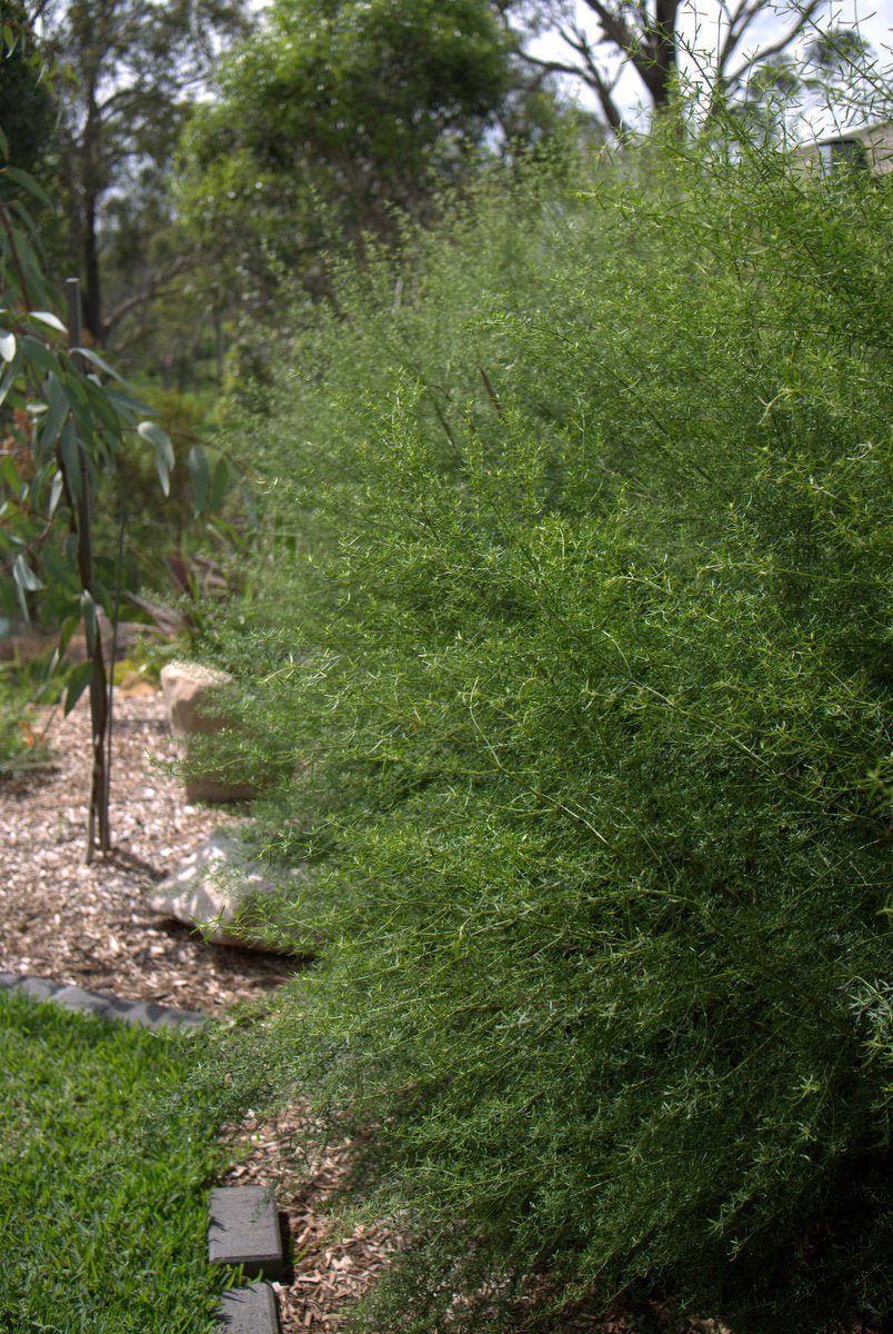 Coastal Rosemary 'Snow Flurry' (Westringia longifolia) - Ladybird Nursery