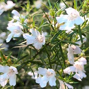 Coastal Rosemary 'Snow Flurry' (Westringia longifolia) - Ladybird Nursery