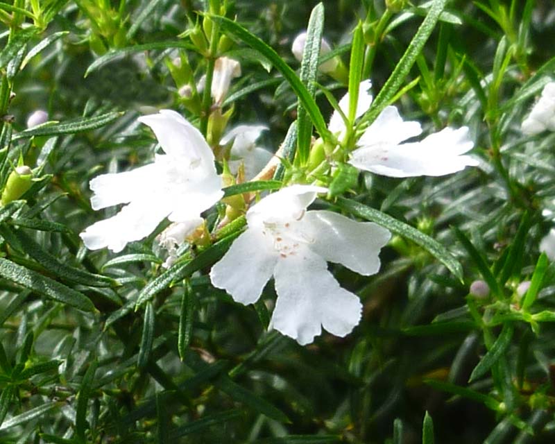 Coastal Rosemary 'Snow Flurry' (Westringia longifolia) - Ladybird Nursery